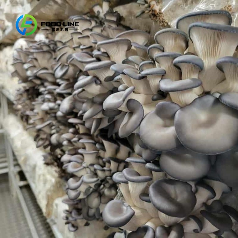 Granja Modular en Contenedores - Urban Farming Vertical reseña y precio
